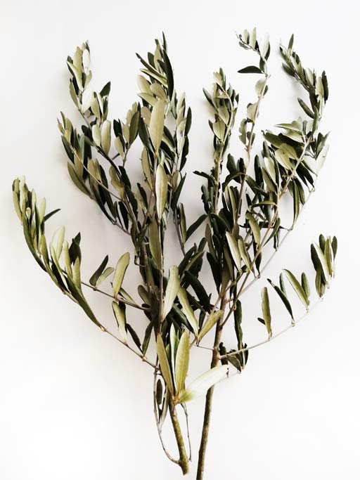 Oliven Zweige