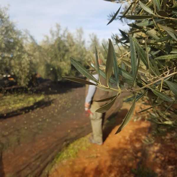Huile d’Olive Palacio de Los Olivos - Picual 500 ml - Huile d'olive extra vierge - Palacio de los Olivos
