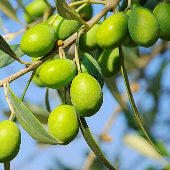 Huile d’Olive Palacio de Los Olivos - Picual 500 ml - Huile d'olive extra vierge - Palacio de los Olivos