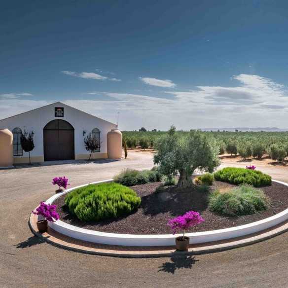 Huile d'Olive Palacio de Los Olivos - Picual Bidon de 3 Liters - Oliwa z oliwek w kanistrze - Palacio de los Olivos