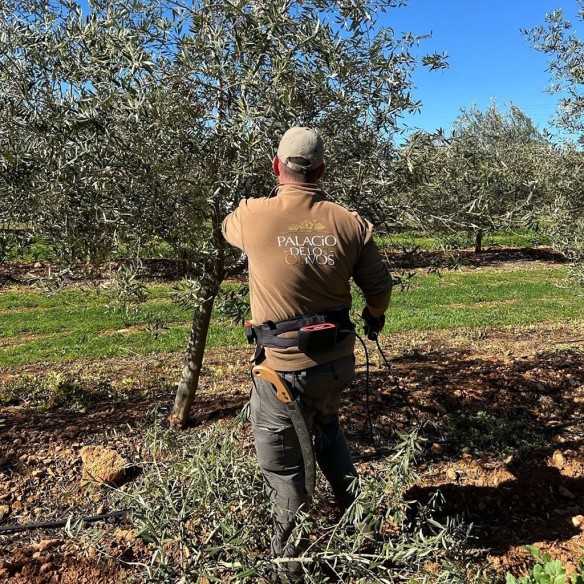 Huile d'Olive Palacio de Los Olivos - Picual Bidon de 3 Liters - Oliwa z oliwek w kanistrze - Palacio de los Olivos
