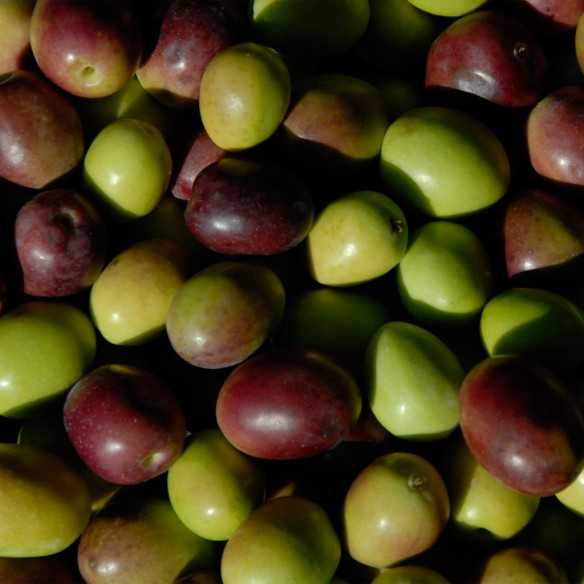 Organic Olive Oil Alhema de Queiles 1 Liter Canister - Organic olive oil - Hacienda Queiles