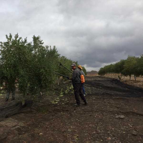 Oliwa z oliwek Oro del Desierto Coupage Puszka 1 litrów - Organiczna oliwa z oliwek - Oro del Desierto