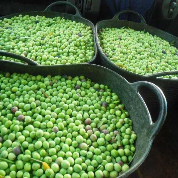 Aceitunas rellenas de limón La Masrojana - Aceitunas - La Masrojana