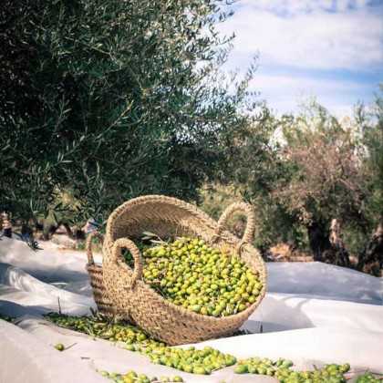 Unfiltered natural Olive Oil Nobleza del Sur Novo 500ml - Olive oil - Nobleza del Sur 2