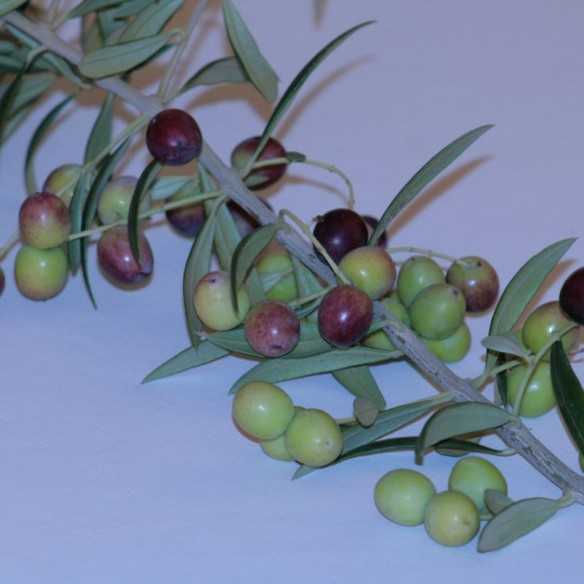 Set of organic olive oil Artajo 10 Arbequina and Artajo 8 Arbequina - 2 x 500 ml - Organic olive oil - Artajo