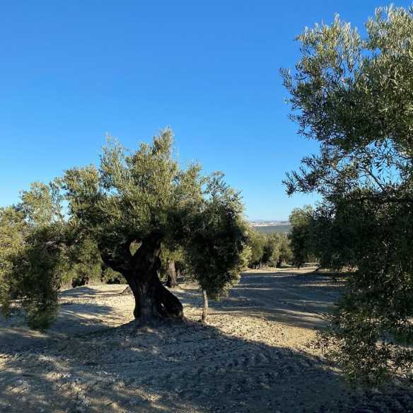 Olive Oil Picualia first day of harvest Picual 500 ml - Olive oil - Picualia