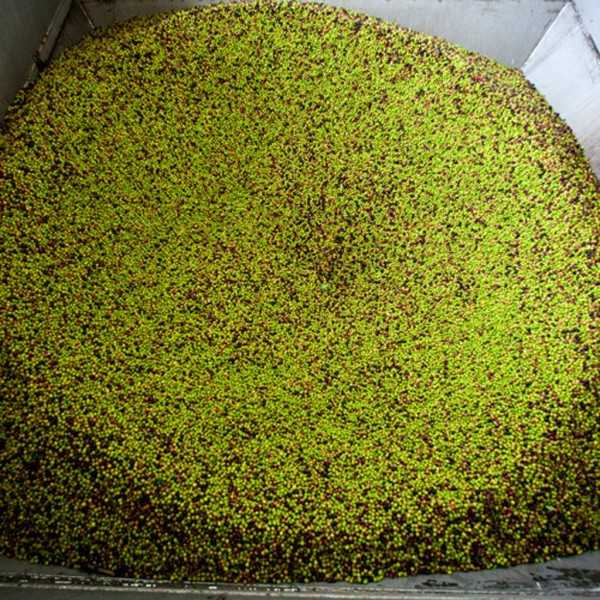 Organic Olive Oil Artajo 10 Coupage 500 ml - Organic olive oil - Artajo