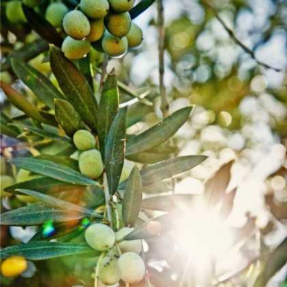 Olive Oil Oro Bailen Reserva familiar Frantoio 500ml - Olive oil - Oro Bailen 2