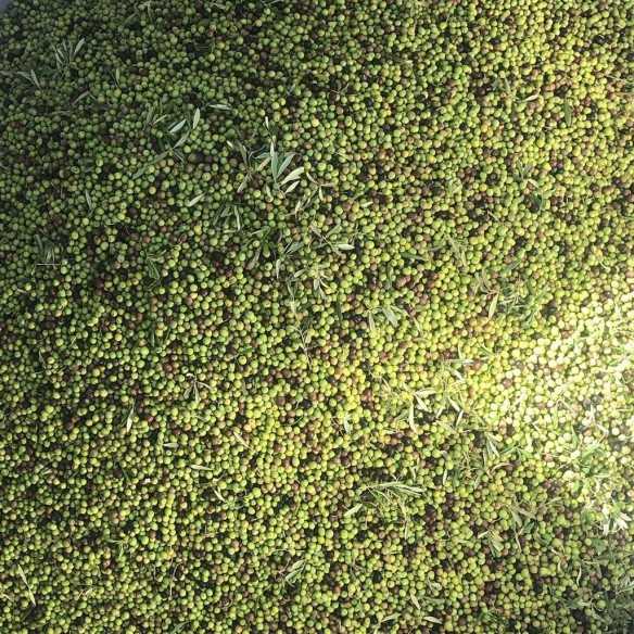 Huile d'Olive Bio Oro del Desierto Arbequina bidon de 3 litres - Huile Bio - Oro del Desierto