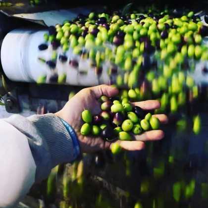 Olive Oil Picualia Premium - Picual 500 ml - Olive oil - Picualia 2