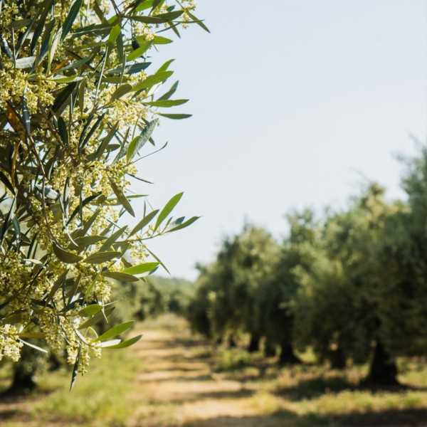 Olive Oil Verde Esmeralda Imagine Hojiblanca 500 ml - Olive oil - Verde Esmeralda