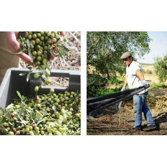 Bidon d'huile d'olive Merula de 5 litres - Bidons - Marqués de Valdueza