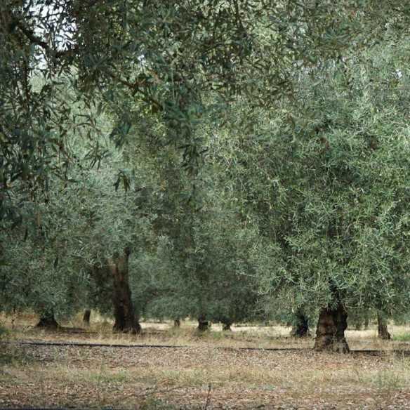 Bidon d'huile d'olive Merula de 5 litres - Bidons - Marqués de Valdueza