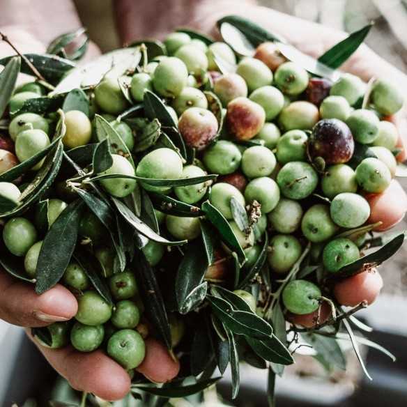 Bidon d'huile d'olive Merula de 5 litres - Bidons - Marqués de Valdueza
