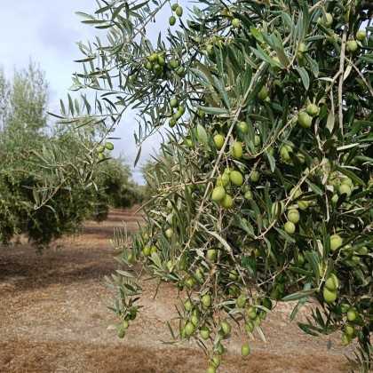 Molino Olive Oil Duo: Arbequina & Picual – 2 x 500 ml - Olive oil - Molino 2