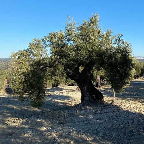Los Mejores AOVEs de España 2025 - Premio Alimentos de españa 2025 - Premiados - Alimentos de España