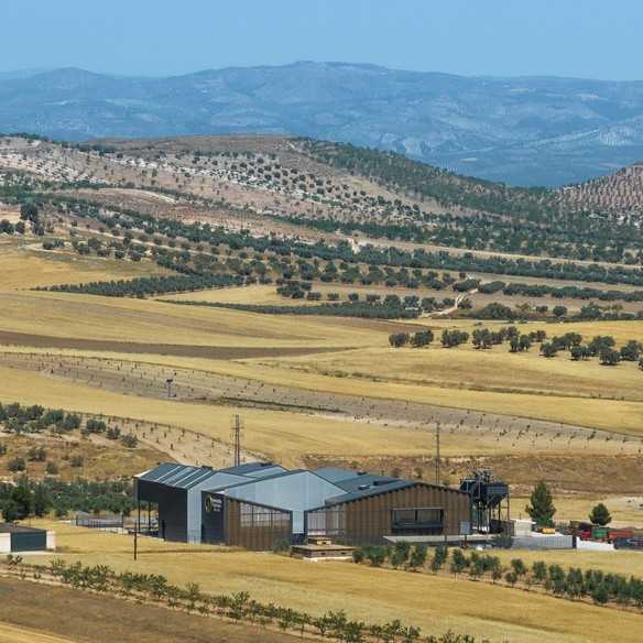 Award-Winning Olive Oils 2025 – Alimentos de España Winner Set - Award winner - Alimentos de España