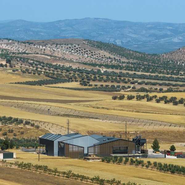 Best Olive Oil of Spain 2025 – O-Med Picual - Olive oil - Alimentos de España