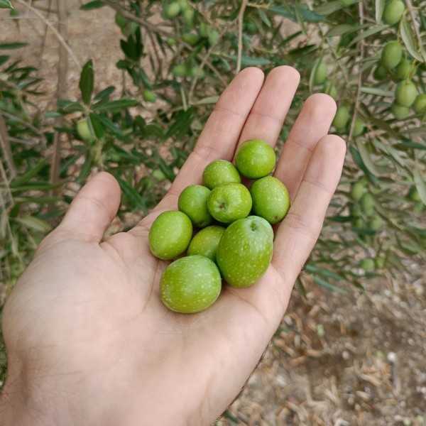 Best Olive Oil of Spain 2025 – O-Med Picual - Olive oil - Alimentos de España