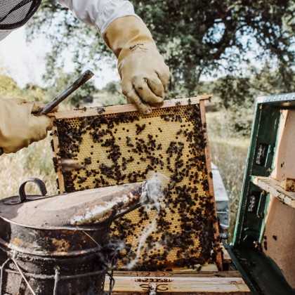 Heather honey Marqués de Valdueza 256 g - Honey - Marqués de Valdueza 2