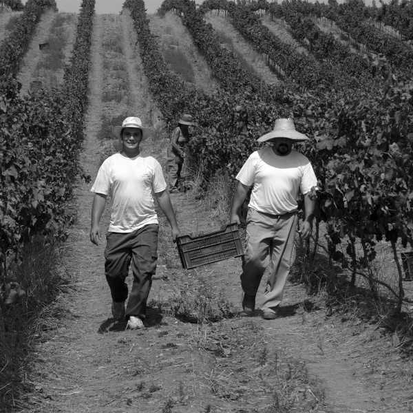 Holm oak honey Marqués de Valdueza 256 g - Honey - Marqués de Valdueza