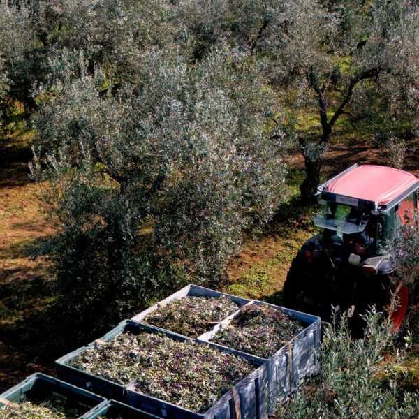 Organic Olive Oil Hacienda Guzmán Arbequina 500 ml - Olive oil - Hacienda Guzmán