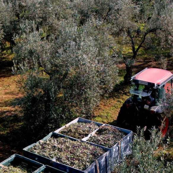 Organic Olive Oil Hacienda Guzmán Arbequina 500 ml - Olive oil - Hacienda Guzmán