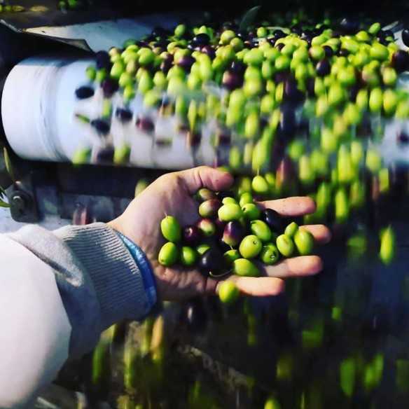 Olive Oil Picualia Premium - Hojiblanca 500 ml - Olive oil - Picualia