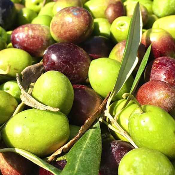 Huile d’Olive Picualia Premium - Hojiblanca 500 ml - Huile d'olive extra vierge - Picualia
