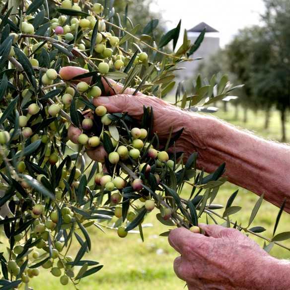 Aceite de Oliva Ecológico Alhema de Queiles Lata de 1 Litro - Aceite Bio - Hacienda Queiles