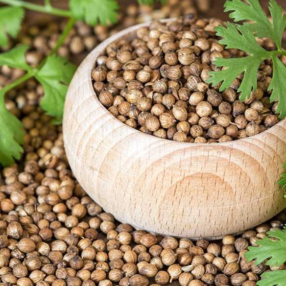 Cilantro Onena 25g
