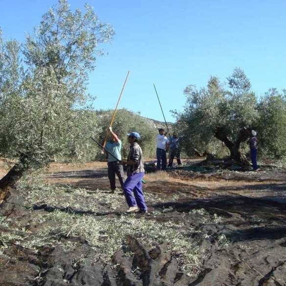 Aceite Soler Romero Primer Día de Campaña | Picual Ecológico