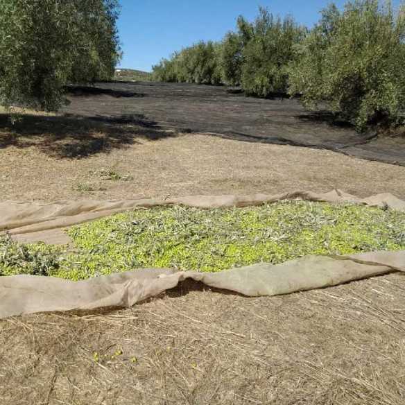 Aceite Soler Romero Primer Día de Campaña | Picual Ecológico