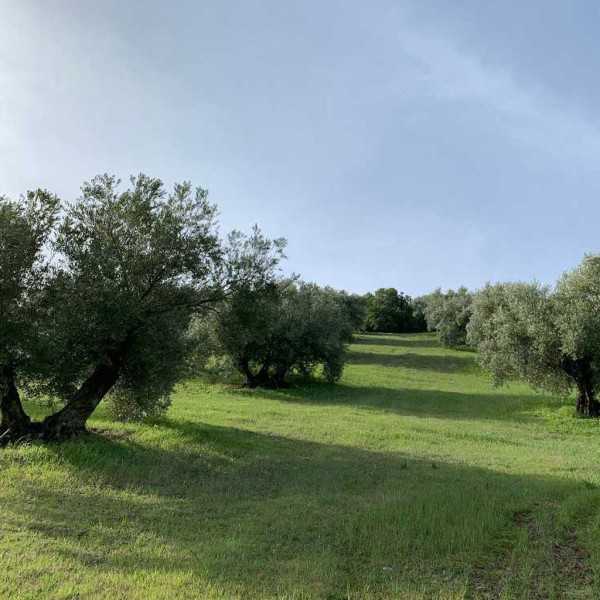 Test winner organic olive oil Soler Romero Picual in 500 ml glass bottle