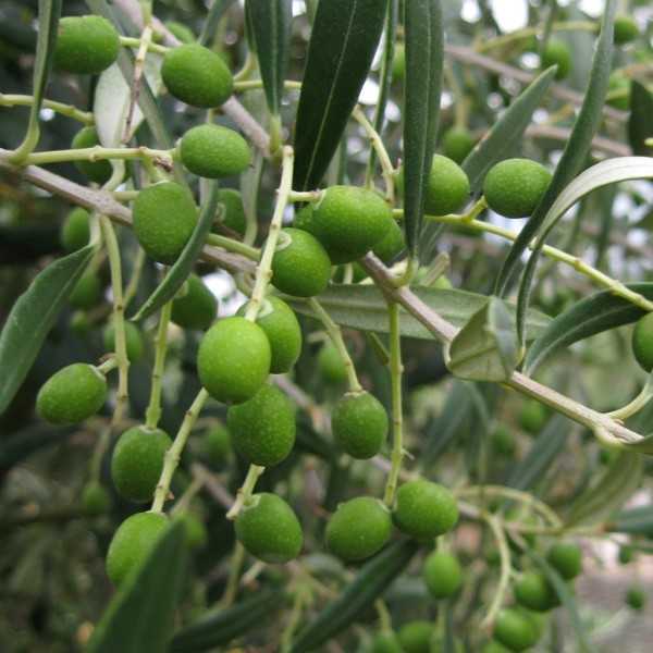 Olie La Maja Alfar Ecologisch Arbequina | Keramische fles