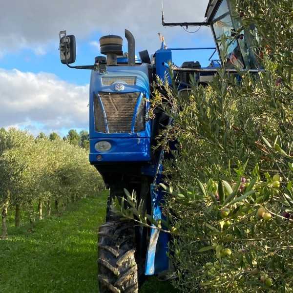 Olie La Maja Alfar Ecologisch Arbequina | Keramische fles
