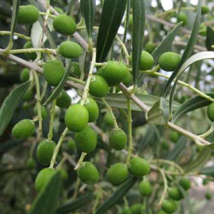 Olive oil Alfar Arbequina 5L - Olive oil - Agrícola La Maja 2