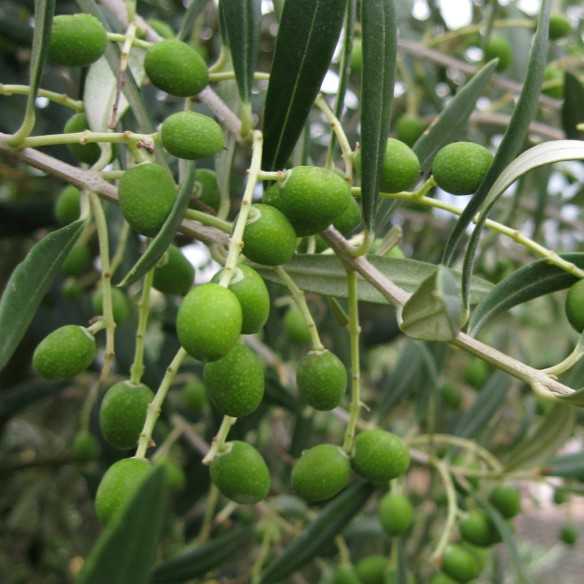 Olive oil Alfar Arbequina