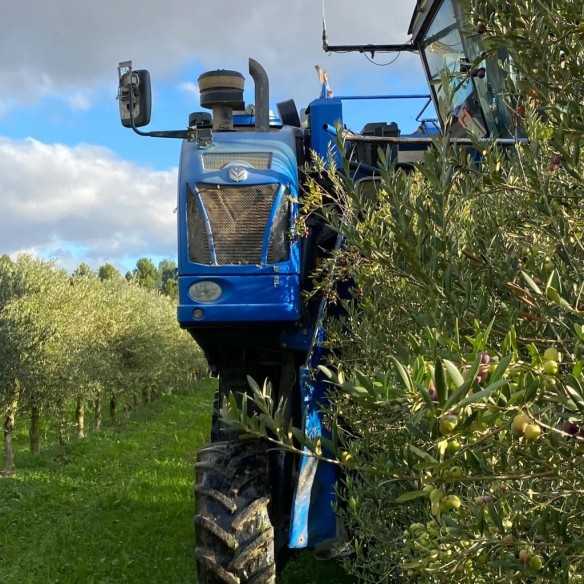 Olive oil Alfar Arbequina