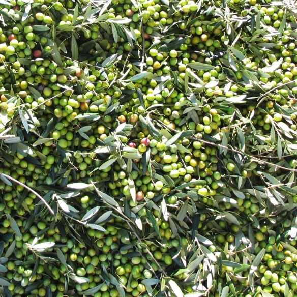 Huile d’Olive Oro San Carlos