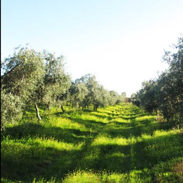 Huile d’Olive Oro San Carlos