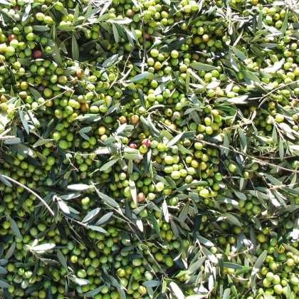 Olive Oil Pago Baldios San Carlos 500ml - Olive oil - Pago Baldio San Carlos 2