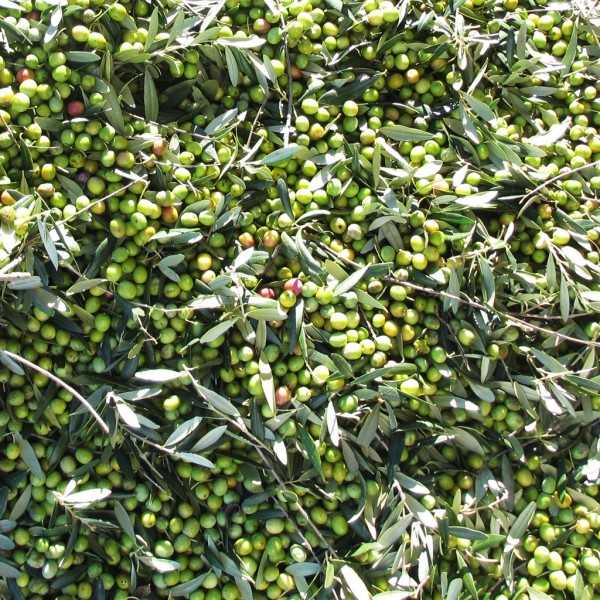 Olive Oil Pago Baldios San Carlos