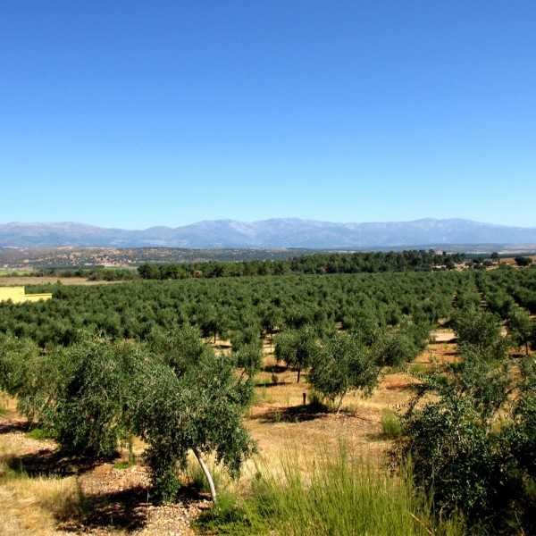 Olive Oil Pago Baldios San Carlos