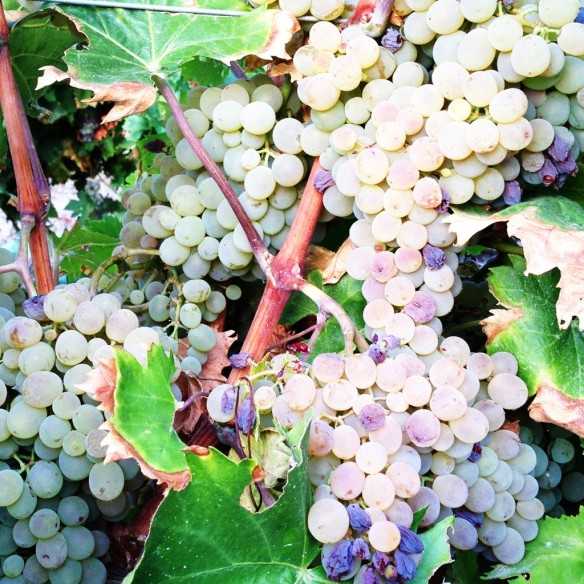 Vinagre Balsámico Transparente San Carlos Gourmet