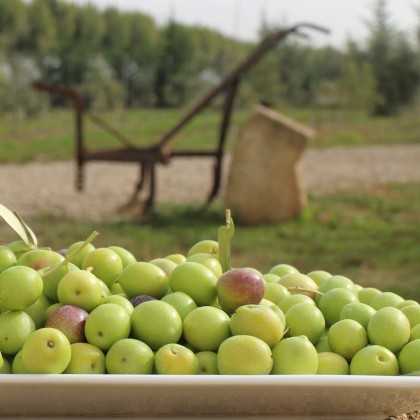 Organic Olive Oil La Maja Arróniz 500ml - Olive oil - Agrícola La Maja 2