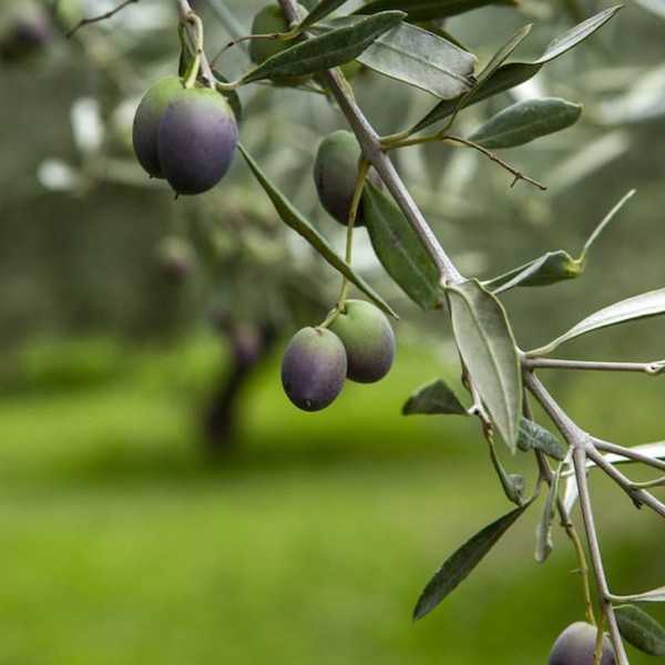 Olive Oil Castillo de Canena Primero Early Royal