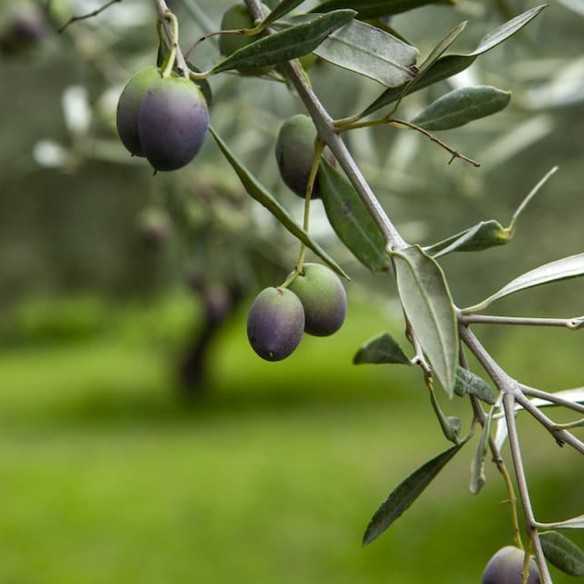 Olive Oil Castillo de Canena Demeter Biodynamic
