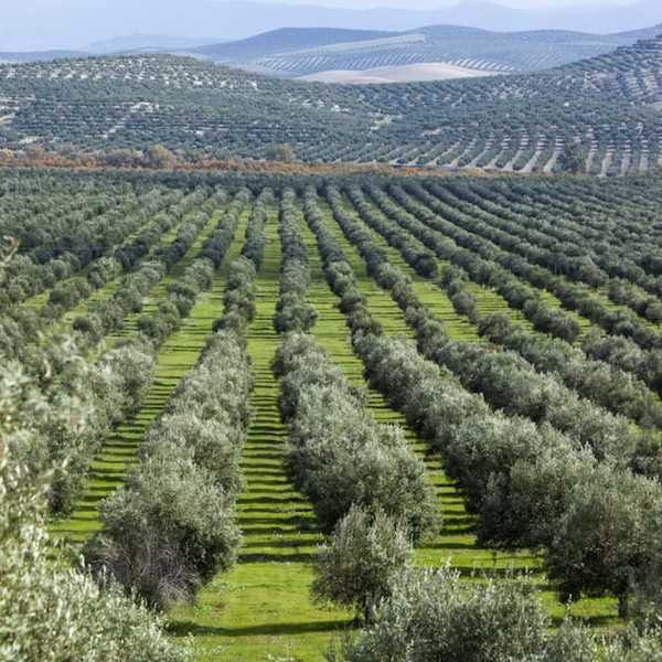 Olive Oil Castillo de Canena Demeter Biodynamic